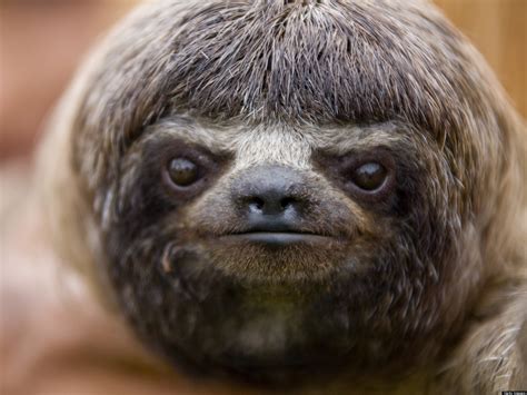 Sloths Imagui