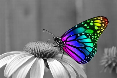 🔥 Download Butterfly Desktop Wallpaper Sf By Aoneill Desktop