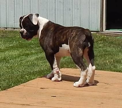Famous american bulldog lines, foundation stock, most famous american bulldog breeders. American Bulldog Puppies *** Johnson Bloodlines**** for ...