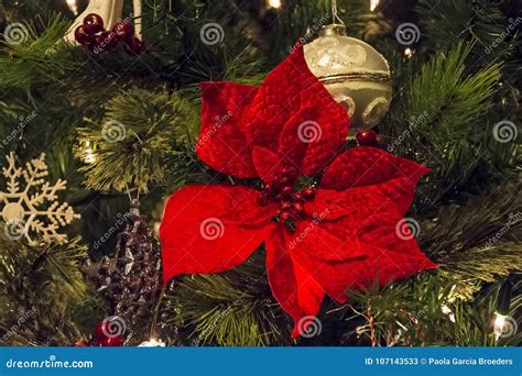 Red Christmas Flower Stock Image Image Of Decoration 107143533