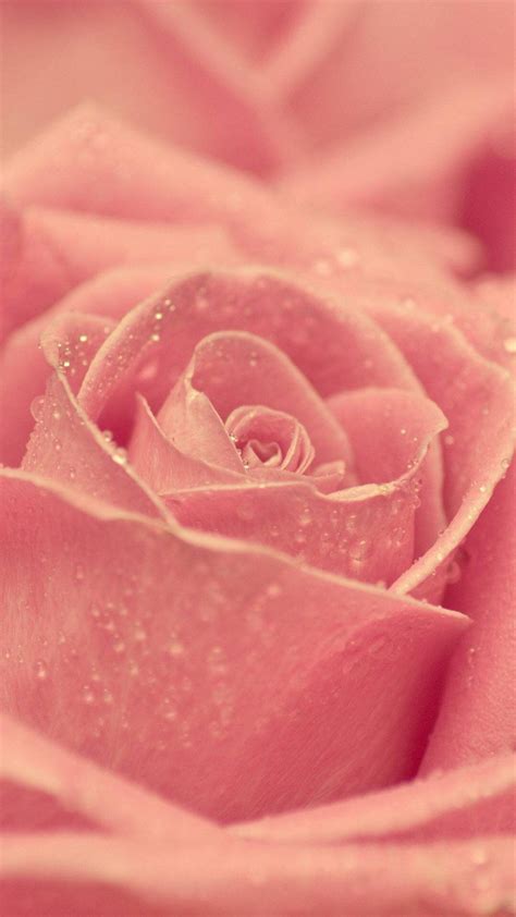 Pink Rose Gold Image In 2020 Valentines Wallpaper Iphone Valentines