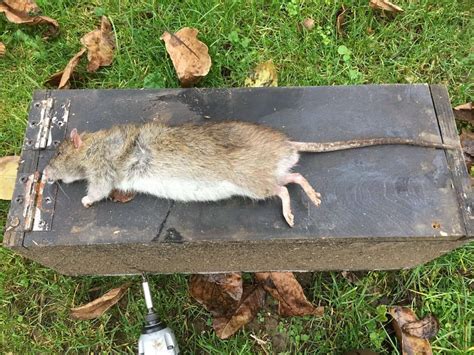 Horrified Pest Control Expert Claims He Has Killed Britains Biggest