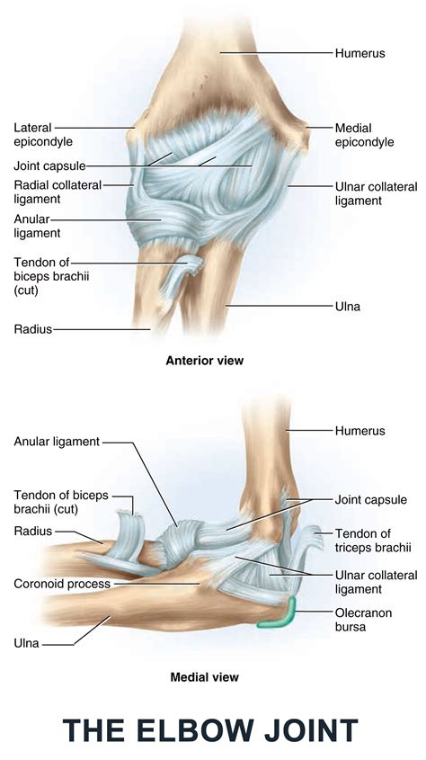 Elbow Anatomy Animated Tutorial