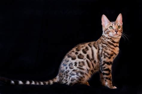 Join millions of people using oodle to find kittens for adoption, cat and kitten listings, and other pets adoption. All About Bengal Cats: Characteristic, Cost, Fun Facts & More.