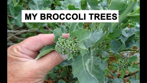 How To Grow Broccoli Trees Tips Growing In My Woodchip