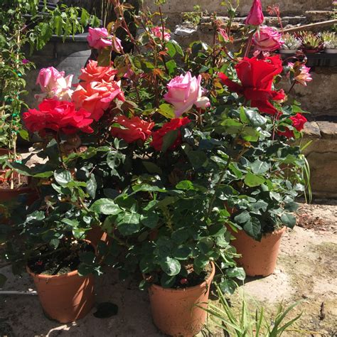 Rose Bushes Different Colour Gibral Flora Flowers
