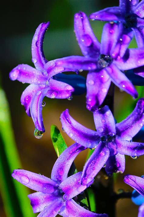 Purple Hyacinth Flower Spring Blooming The Lightorialist