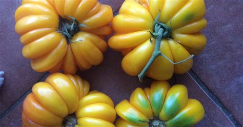 Tree And Twig Farm Blog Orange And Yellow Tomatoes 2017