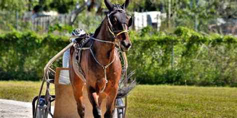 The Standardbred All You Need To Know About This Unique Horse Breed