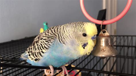 Budgie Sounds Youtube