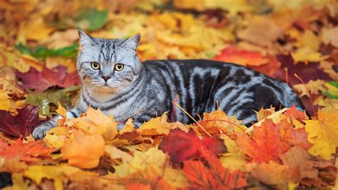 Leaves Fall Animals Cat Wallpapers Hd Desktop And