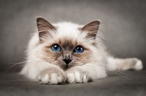 Birman Cat Breed Facts Review Cats Energies