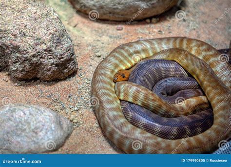 Woma Python Stock Image Image Of Endemic Ground Hibernation 179990805