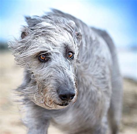 New Pets With Personality Dermot Irish Wolfhound Dog Worldwide