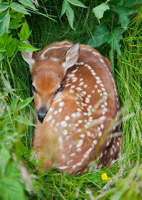 White Tailed Deer Fawn Curled Up In Tall Grass In The Smoky Mountains