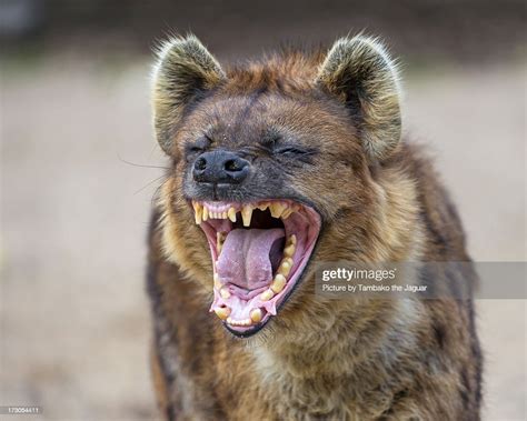 Yawning Spotted Hyena High Res Stock Photo Getty Images