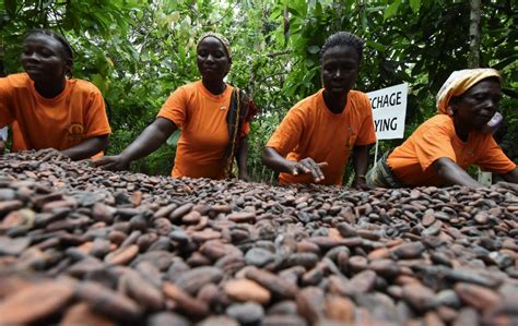Cocoa Prices Soar As Ivory Coast Ghana Threaten Supply Cut
