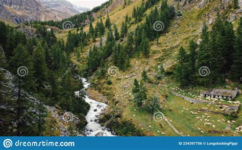 Mountain Landscape With Green Meadow Pine Trees Sheep Grazing Stock
