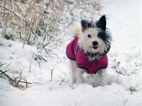 Pet Winter Survival Guide For Cats And Dogs Blue Cross