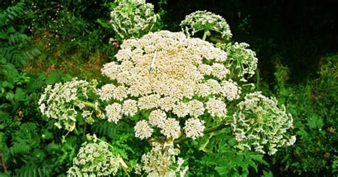 Giant Hogweed Found In Virginia Experts Issue Warning To All