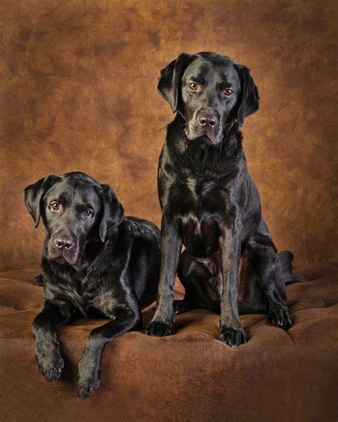 Portrait Of Two Black Labradors Black Labrador Dog Portraits Dog