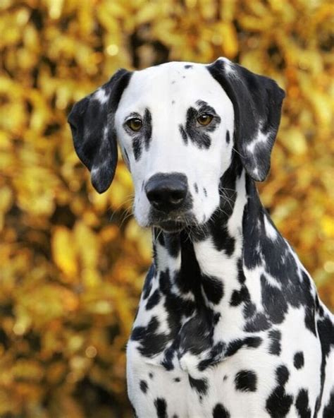 How Much Does A Dalmatian Cost Updated November 2022 The Goody Pet