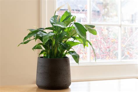 These 10 Common And Inexpensive Indoor House Plants Clean Air So That