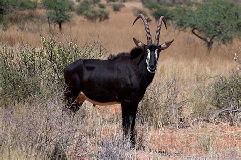 African Sable Antelope Info On Species And Hunting