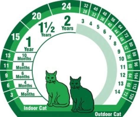Caring For Your Aging Cat Plus How To Guess Its Age Pethelpful