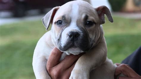 They are well respected and trusted. Bully puppies for sale in mississippi
