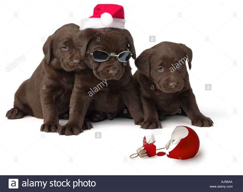 Chocolate Lab Puppies With Broken Christmas Ornament Stock Photo