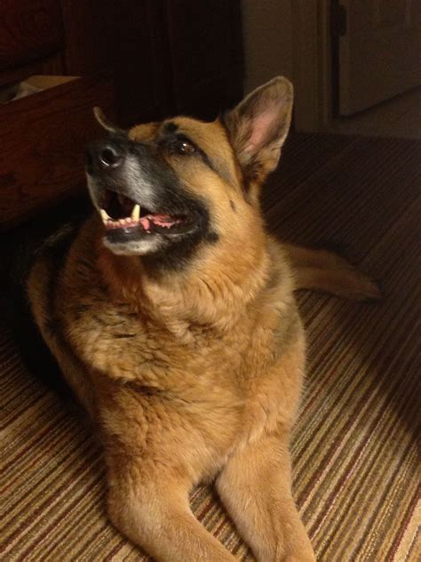 Juno Has The Best Smile Gsd Dog German Shepherd German Shepherd Dogs