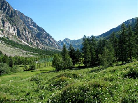 Alpine Habitat Of Maculinea Arion Surrounding Of Thymus Plants M