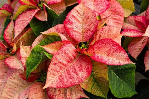 Pink Poinsettia Plants For Christmas High Quality Holiday Stock