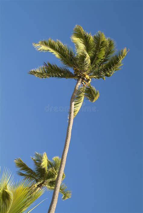 Fiji Coconut Palm Stock Photo Image Of Fruit Nature 85359970