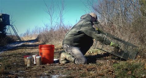 Predator Trapping Hunting Advice And Tips For Serious Deer And Turkey