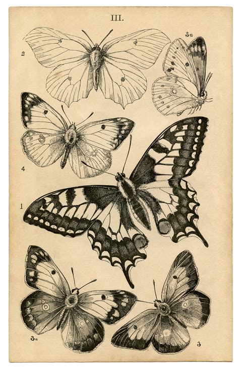 Antique Butterfly Print Natural History The Graphics Fairy