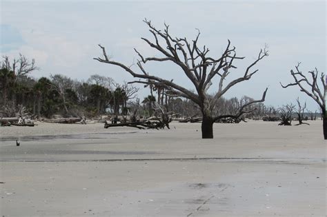 The Boneyard Botany Bay Edisto Island Sc Edisto Island Island