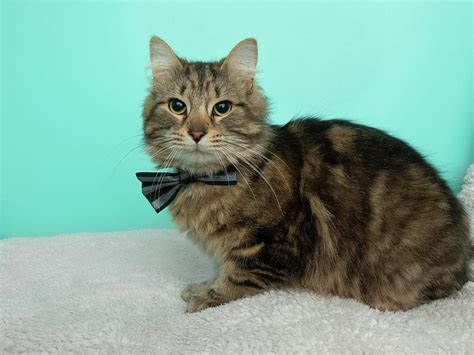 Brown Tabby Cat Wearing A Bow Tie Tying Down Photograph By Ashley