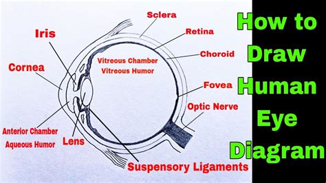 Human Eye Diagram Drawing Easy How To Draw Human Eye Anatomy Drawing