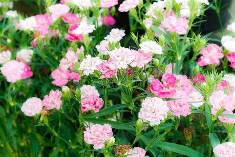 Carnation Flower Stock Photo Image Of Fragrant Petal 37699448