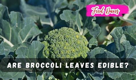 Are Broccoli Leaves Edible Unveiling The Secret
