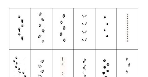 Spuren im schnee sind oft deutlich zu erkennen. Memorykarten 1.pdf | Tierspuren im schnee, Tierspuren, Spuren im schnee