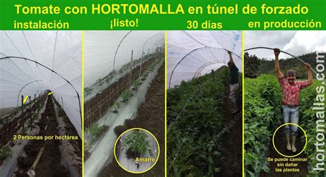 Foto Galería De Tomate Entutorado Hortomallas™ El Soporte De Tu Cultivo