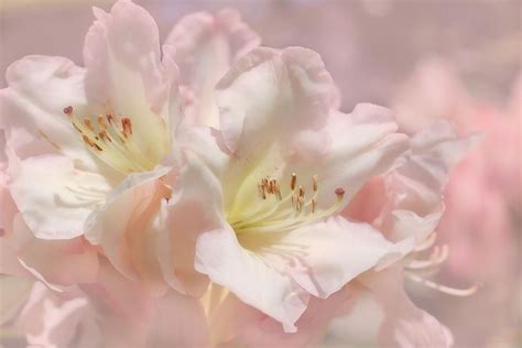 Photograph Dreamy Pink Azalea Flowers By Jennie Marie Schell