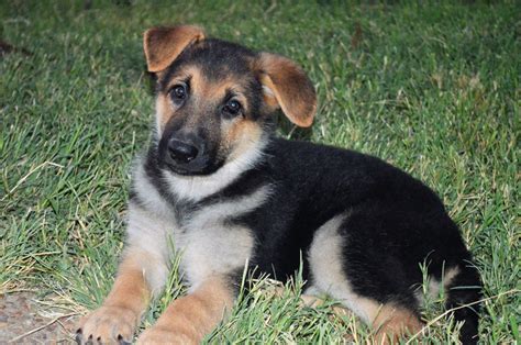 To keep your german shepherd puppy healthy, provide him with daily, vigorous exercise. German Shepherd Puppies For Sale | Fredericksburg, TX #182600