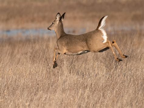 Did You Know 8 Messages Deer Send With Their Tails