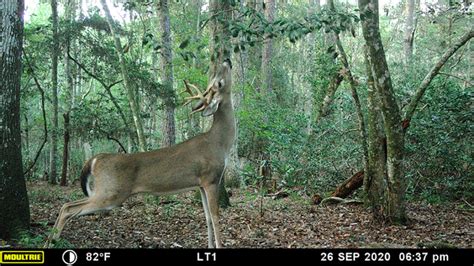 The Two Best Times To See Deer Every Day Of The Year National Deer