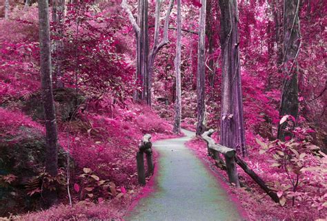 Pink Forest Wallpapers Top Free Pink Forest Backgrounds Wallpaperaccess