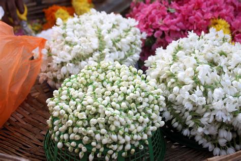 Jasmine Flowers Kerala Blue Sky Dreamers